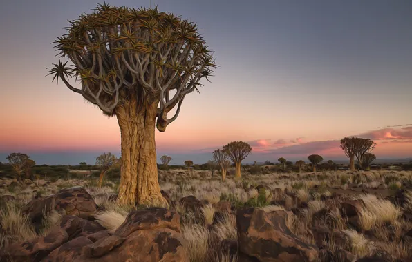 Trees, landscape, stones, Africa, Namibia