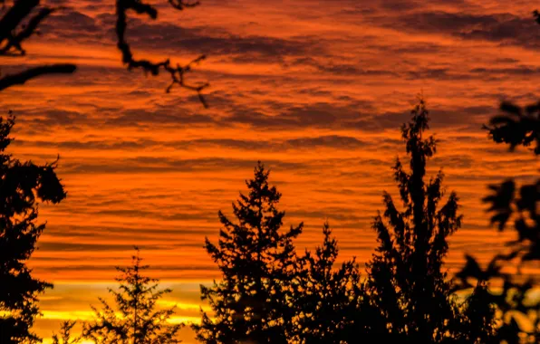 Picture clouds, trees, silhouette, glow