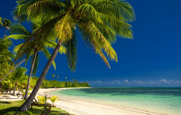 Sea, palm trees, coast, boats, sea, coast, palm trees, boats