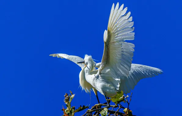 The sky, bird, wings, uluv