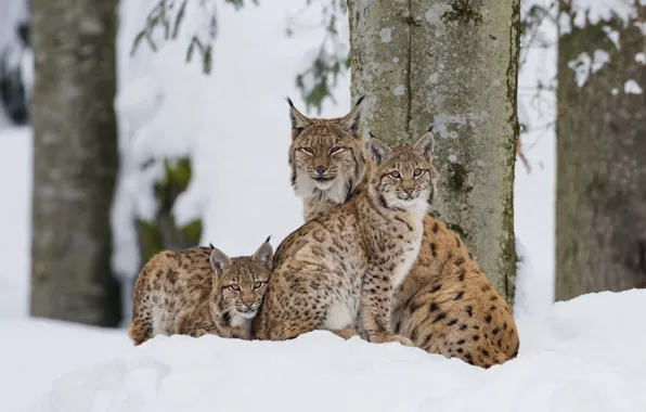 Winter, forest, look, snow, trees, trunks, family, the snow