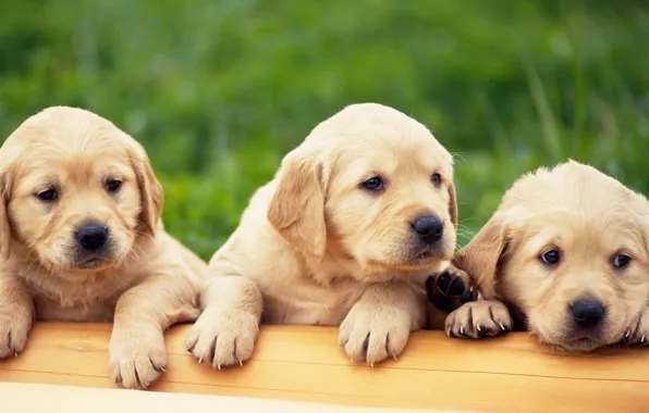 Puppies, Labrador, 3 pieces, golden retriver