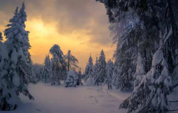 Winter, snow, trees, landscape, clouds, nature, ate, Sergey Mezhin