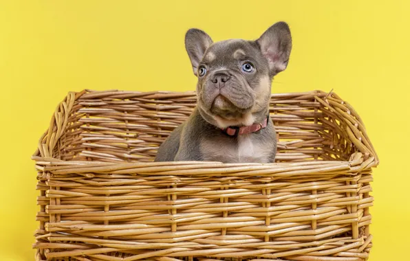 Look, pose, background, dog, baby, puppy, collar, face