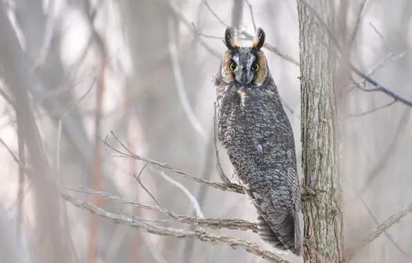 Look, branches, tree, owl, bird, grey background, long-eared owl