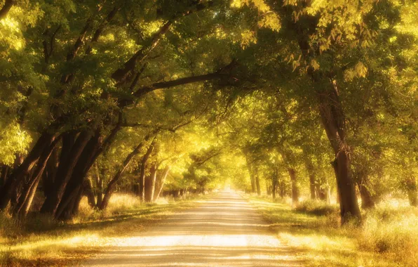 Road, autumn, Streets of Gold