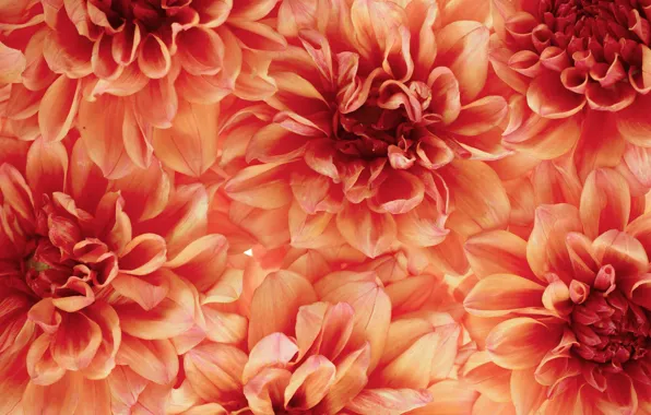 Flowers, petals, orange, a lot, dahlias
