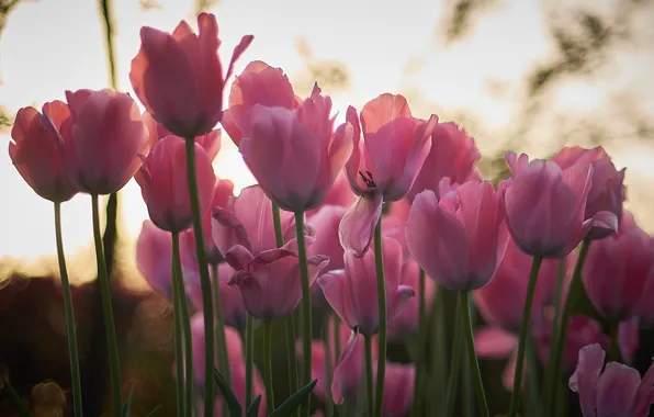 Light, flowers, stems, blur, spring, garden, tulips, pink