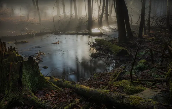 Forest, light, fog, shore, stump, log, pond