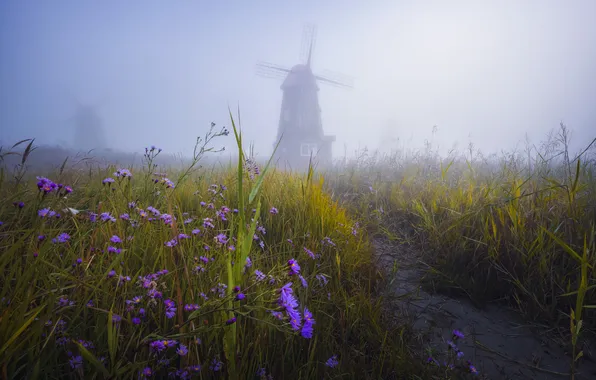 Field, the sky, grass, flowers, fog, morning, meadow, haze