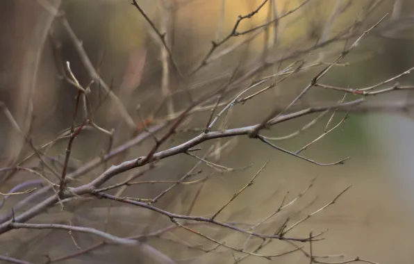 Autumn, branches, bokeh
