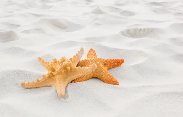 Picture sand, beach, summer, stay, star, summer, beach, sand