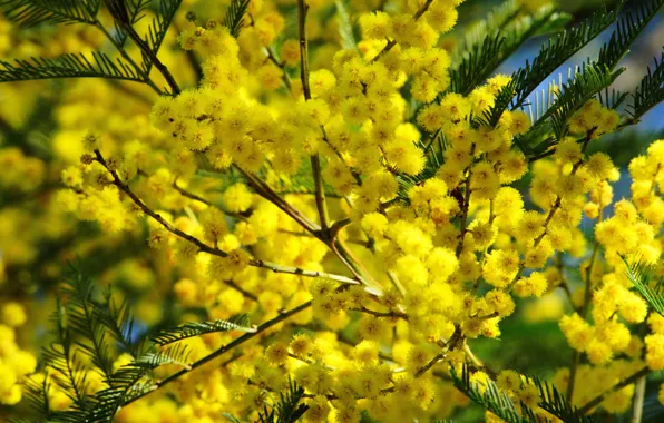 Picture flowers, branches, bright, yellow, flowering, Mimosa
