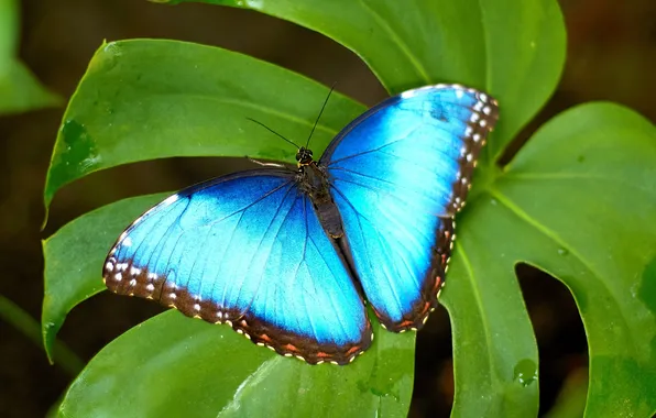 Sheet, butterfly, wings, beautiful, closeup