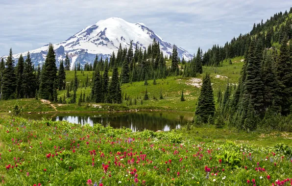 Picture grass, trees, flowers, lake, glade, mountain, snow