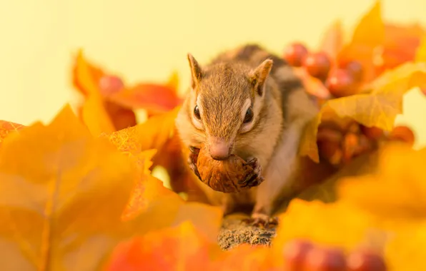 Autumn, leaves, berries, sprig, walnut, Chipmunk, autumn, leaves