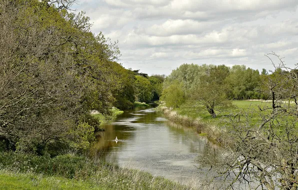 Field, forest, river, duck