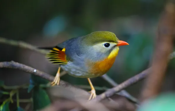 Picture bird, paint, color, branch, feathers