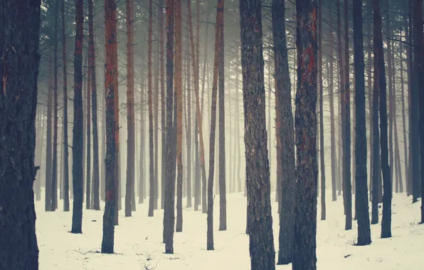 Winter, forest, snow, pine, Bor