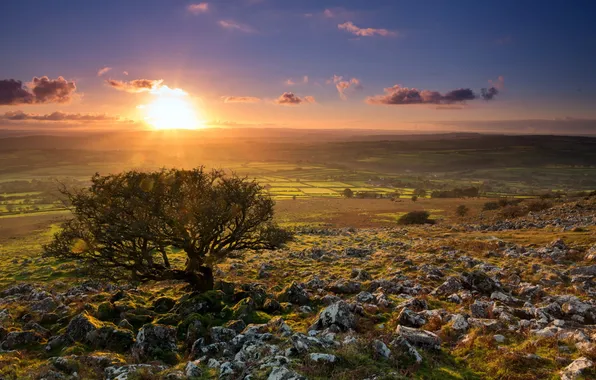 Field, trees, landscape, sunset