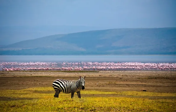Lake, background, Zebra, Africa, Flamingo