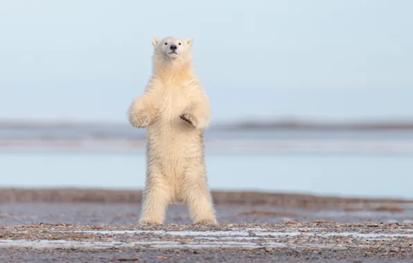 Bear, Alaska, polar bear, stand, polar bear