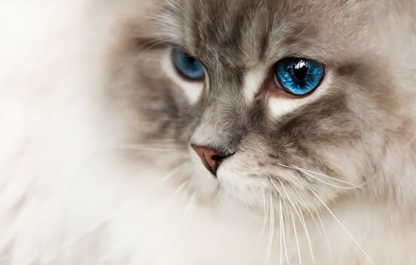 Cat, cat, mustache, look, face, close-up, portrait, treatment