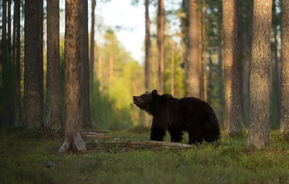Picture forest, nature, bear, walk, brown