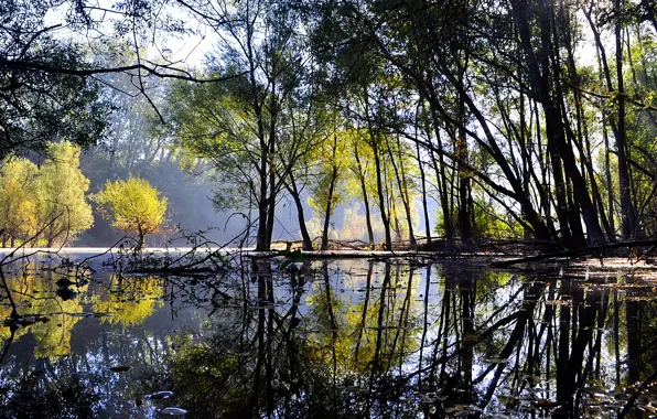 Picture forest, water, trees