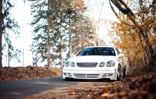 Picture autumn, forest, white, before, stance, Lexus GS