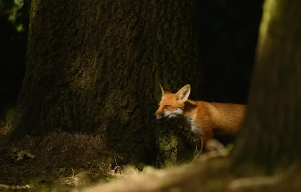 Forest, look, light, trees, nature, pose, trunks, Fox