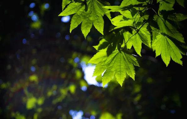 Leaves, macro, green, background, widescreen, Wallpaper, blur, leaf