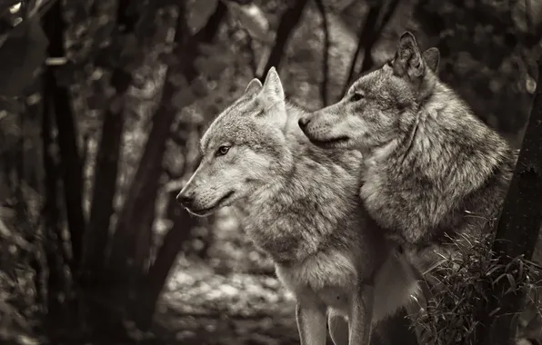 Nature, face, animal, wolf, wildlife, head, fur, mammal