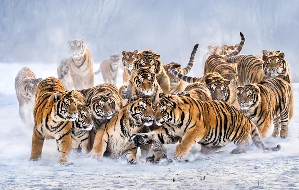 Winter, snow, bird, wild cats, tigers, fun, Nikolai Mozgunov