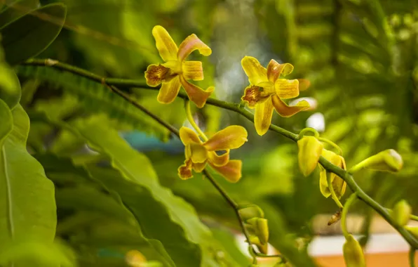 Picture macro, flowers, Orchid, Wallpaper from lolita777