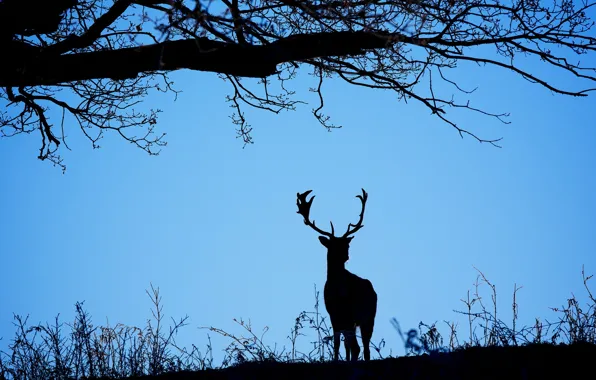 The sky, background, deer