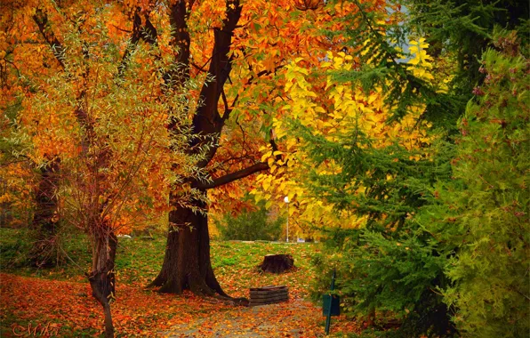 Picture Autumn, Trees, Fall, Foliage, Autumn, Colors, Trees