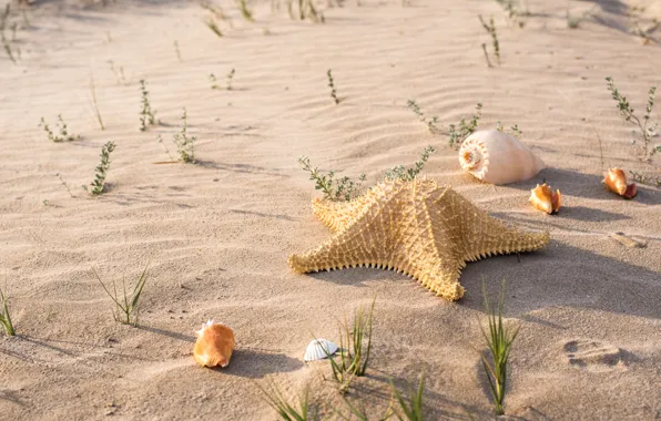 Picture sand, beach, summer, shell, summer, beach, sea, sand