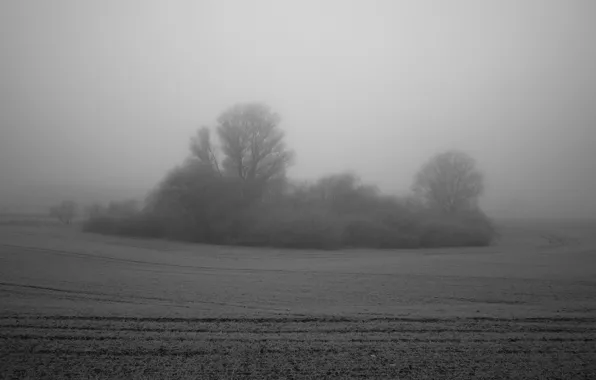 Picture field, fog, tree, Bush