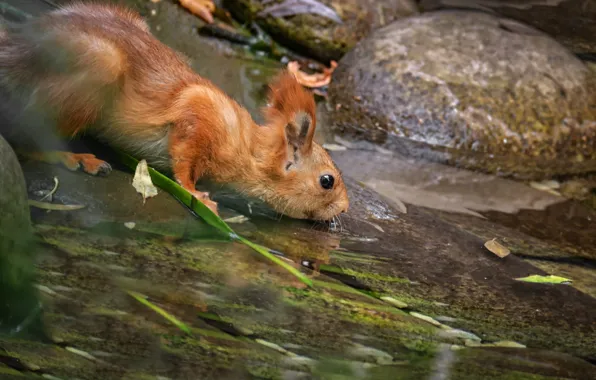 Picture water, nature, stones, protein, drink, animal, rodent, Marina Mochalova