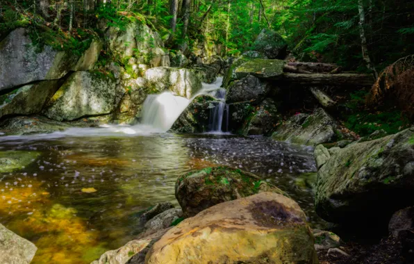 Forest, water, trees, nature, stones, waterfall