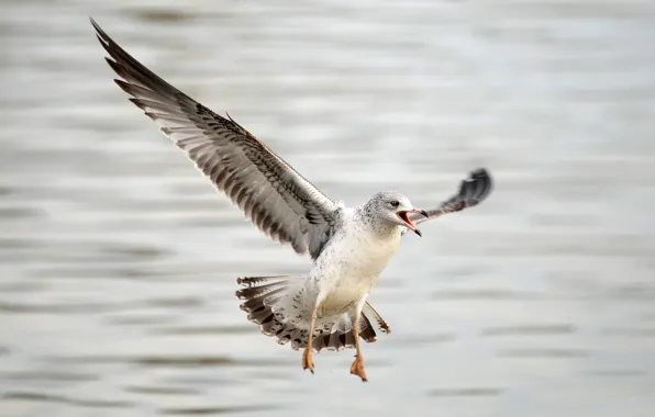 Water, background, bird, wings, Seagull, bokeh