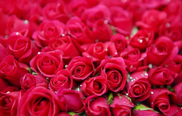 Bright, Shine, roses, bouquet, blur, pink, buds, al