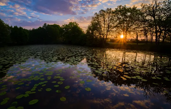 Forest, leaves, the sun, trees, sunset, lake, pond, reflection