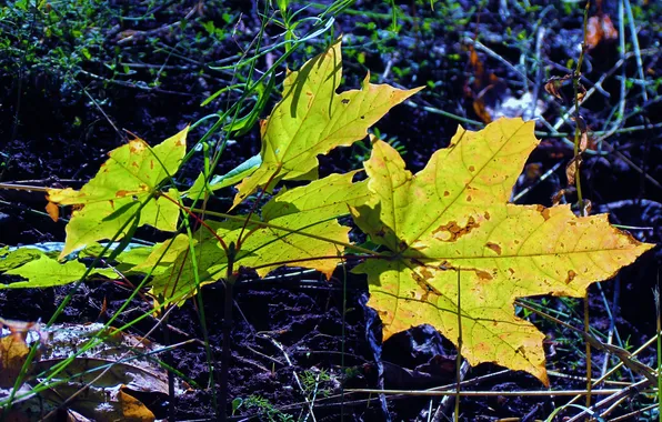 Picture autumn, sheet, Maple, blue