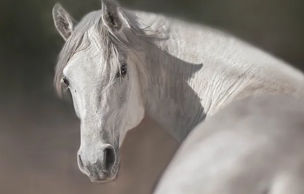 Nature, background, horse