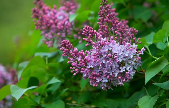 Picture leaves, Spring, lilac, shrub