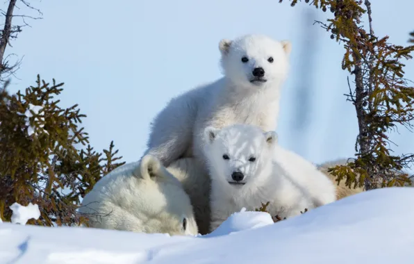 Winter, snow, nature, stay, baby, the snow, bear, polar bears