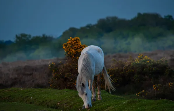 White, fog, horse, horse, morning, white, the bushes, grazing