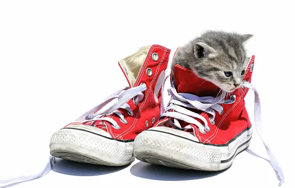 Picture cat, background, sneakers